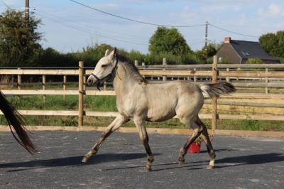 Filly French Saddle Pony For sale 2025 Buckskin