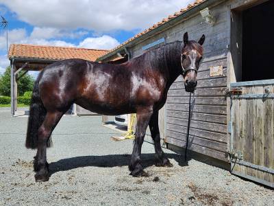 Cavalla percheron in vendita 2021 nero ,  vauban de beauvais