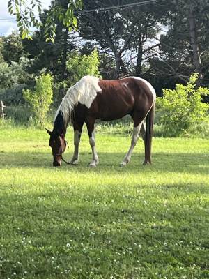 Cavallo castrone tobiano
