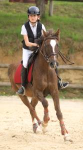 Gold - poney d'exception, super resultats pelite/as2