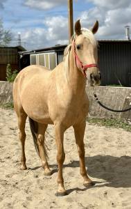 Jument espagnol palomino de 5 ans 