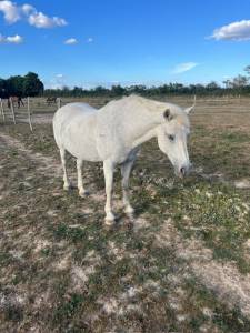 Mare Origin Recorded Free 2002 White