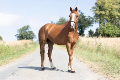 Ruin welsh pony (section b) te koop 2020 vos