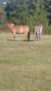 2 jeunes chevaux hongres 
