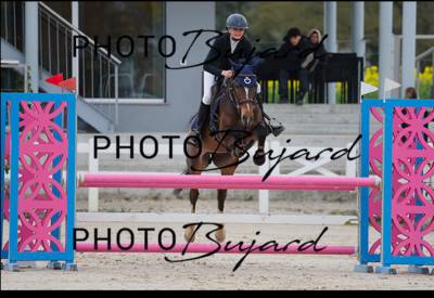 Poney de sport cherche DP ou location, Versoix