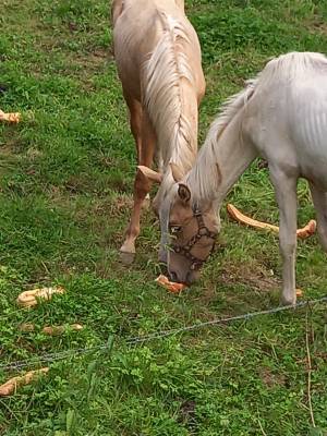 Puledro palomino (race) in vendita 2024 pezzato