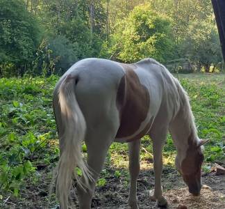 Colt palomino for sale 2024 coloured