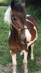 Gelding Pottok  For sale 2020 Coloured