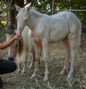 Filly No Origin Recorded For sale 2025 Cremello