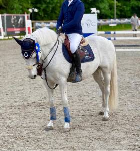 Poney à vendre 
