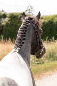 Poney, 128 cm , onc