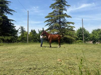 Cavalla di 3 anni