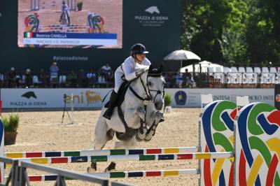 Cavallo in vendita castrone belga esperto nel salto ostacoli