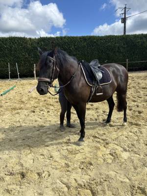 Caballo castrado pre pura raza española en venta 2017 negro