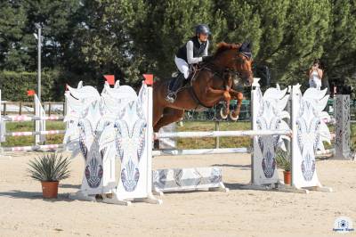 A vendre - jument de 15 ans