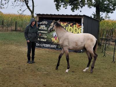 Jeune poulain pre
