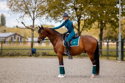 Dressage horse 