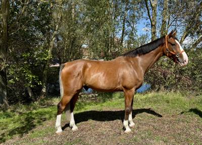Caballo castrado silla francés en venta 2020 bayo