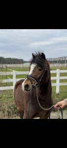 Allround Sportpony 