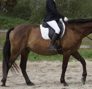Sella da dressage darroze 16.5