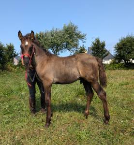 Puledro pre andaluso in vendita 2025 nero ,  lebrero sg