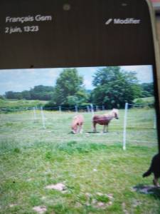 Stallion Shetland Pony For sale 2024 Chesnut
