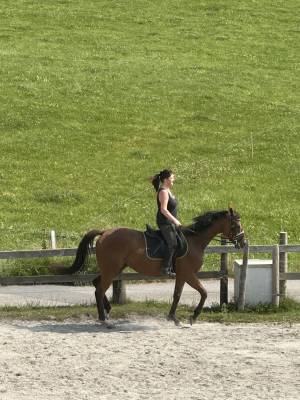 Cheval à vendre - pedro – pur-sang hongre 5 ans
