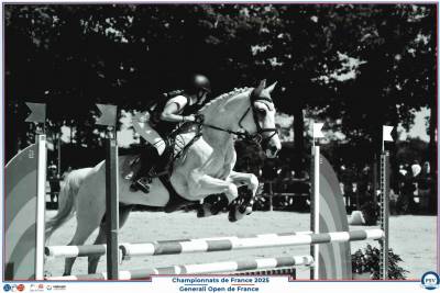 Gelding Origin Recorded For sale 2011 Grey