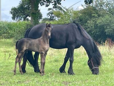 Colt friesian arabian for sale 2025 black