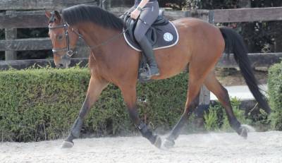Kwpn - hongre - 5 ans