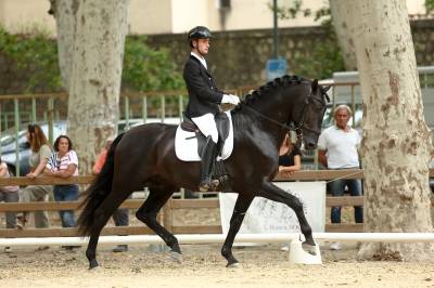 Jango NP - PRE Pure Spanish Bred 2019 by INTIMO SALVATELLA