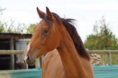 Intero origine non conosciuta  in vendita 2024 baio ,  coros 3