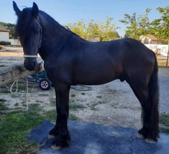 Cheval 