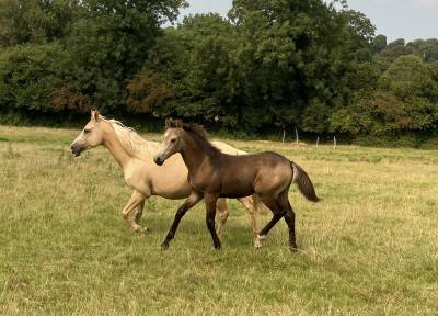 Colt French Saddle Pony For sale 2025 Buckskin