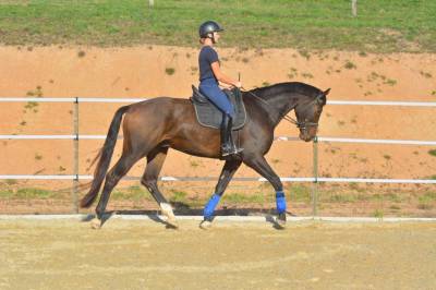 Ruin KWPN Nederlands sportpaard Te koop 2018 Donker bruin / bai ,  FLYNN