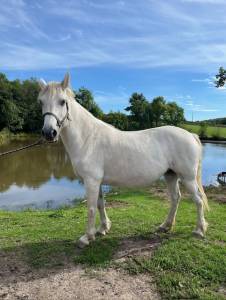 Broodmare connemara for sale 2012 grey