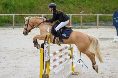 Mare French Saddle Pony For sale 2012 Palomino
