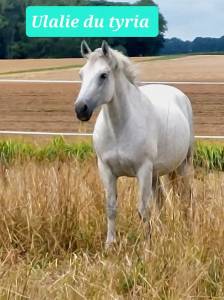 Broodmare connemara for sale 2018 grey