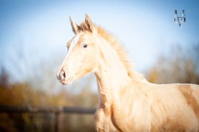 Potro pre pura raza española en venta 2025 perla por cartujano abad