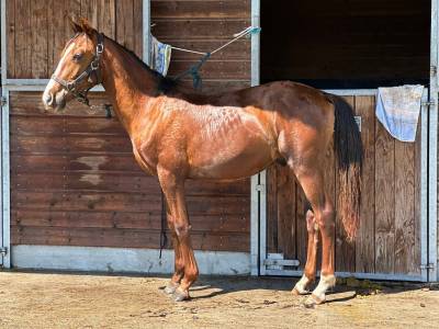 Gelding Origin Recorded For sale 2024 Liver chestnut