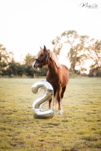 Entire Welsh Pony (Section C) For sale 2023 Chesnut