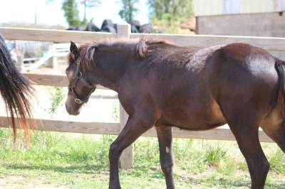 Colt Connemara For sale 2025 Buckskin