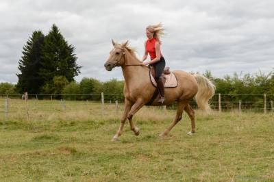 Cara, magnifique jument palomino de 12 ans pour loisir 