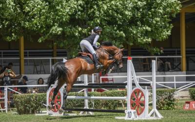 Caballo de salto 14 años 