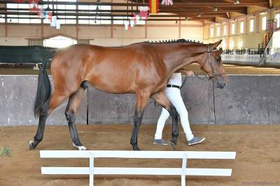 Puledro vendesi 