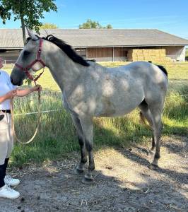 Jolie et sympa jument de 3 ans et demi, 155 cm