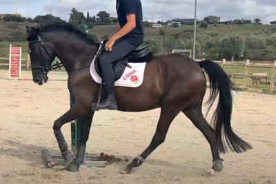 Pony sportivo Irlandese di 7 anni