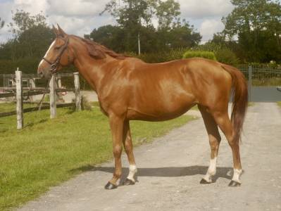 Mare sbs belgian warmblood for loan 2018 chesnut