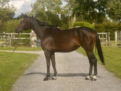 Mare selle français for loan 2020 bay