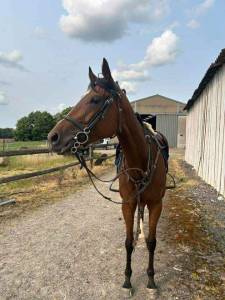 Jument sang froid loisir assurance vie 